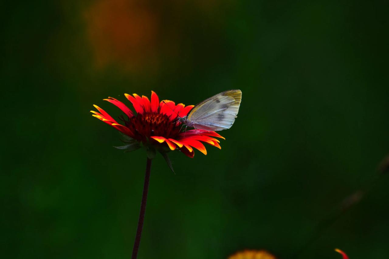 蝶恋花