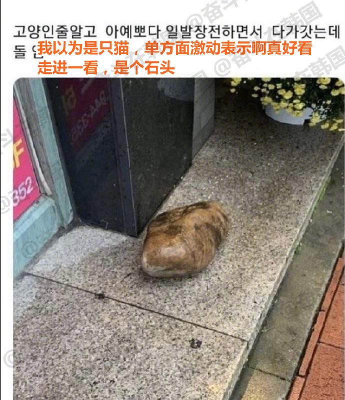 不是，天王老子来了这也是一只猫啊~！！ ​​​海外新鲜事 热点现场 ​​​