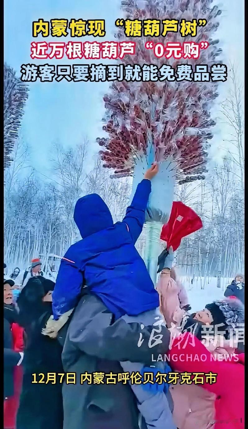 救命！内蒙这棵“糖葫芦树”也太会整活了！
 
家人们快看！12月7日呼伦贝尔牙克