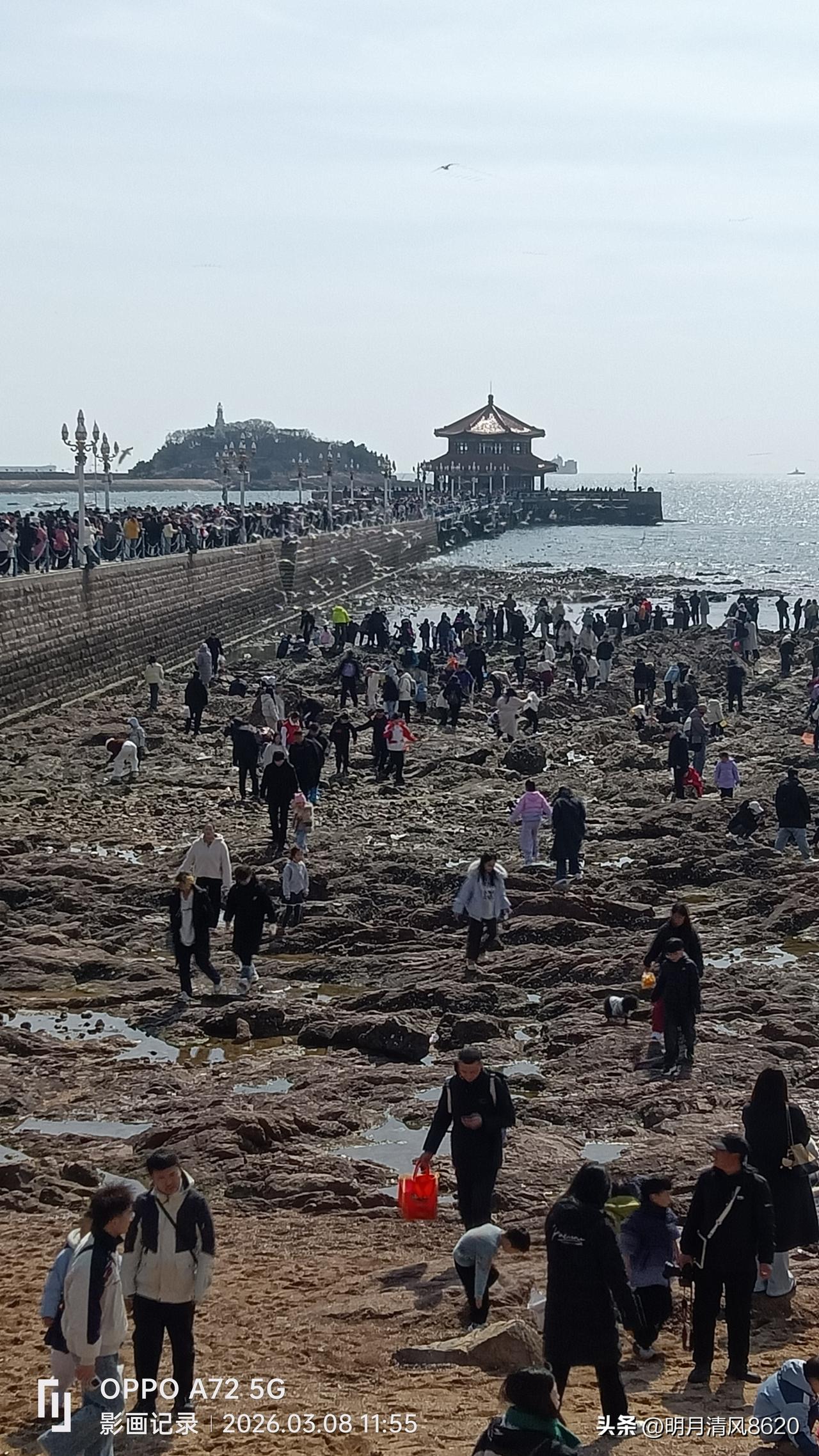 好奇妙！青岛海滨海鸥翔集  人鸟和谐    

暮名探访北方名城青岛，真是百闻不