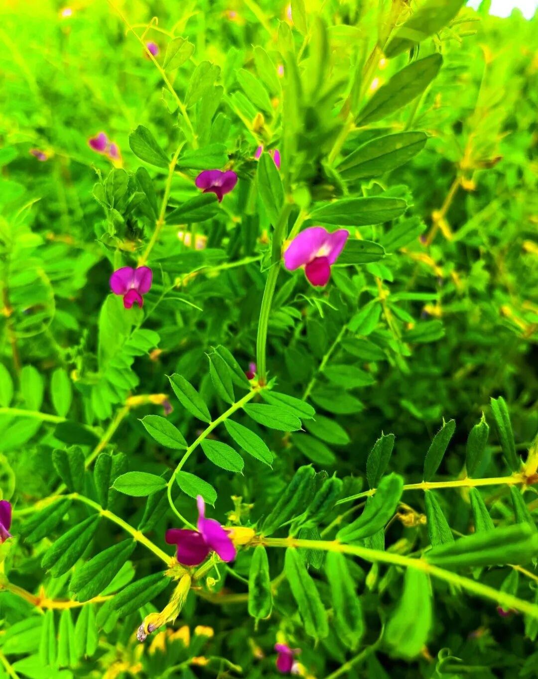 不慕浮华，不逐纷扰，逐光而立，同静好相偎，守一隅心地清明，品一盏凡尘浅欢。