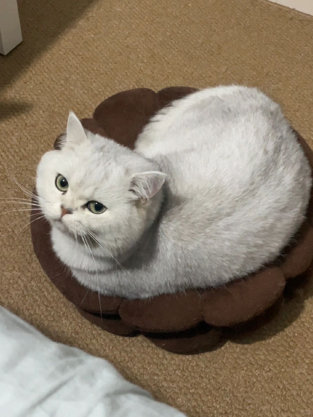 一坨猫？