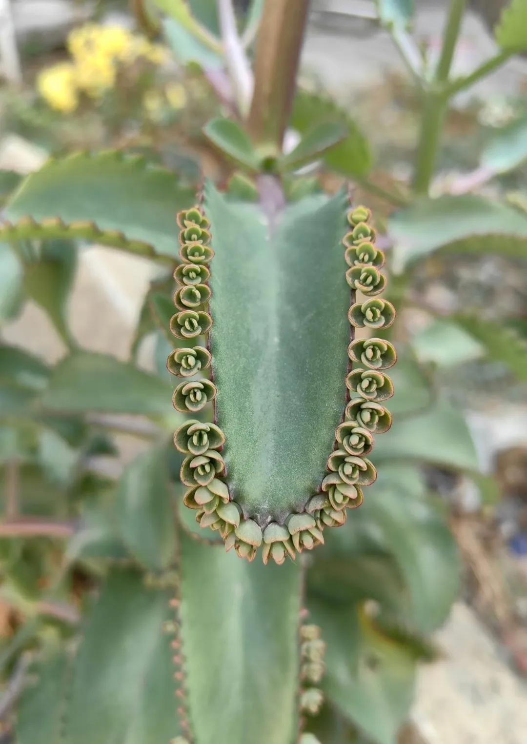 路边看到一种很奇特的植物，这是什么品种？