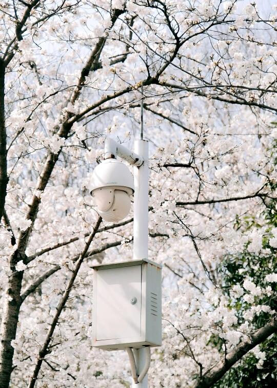 武汉超绝樱花🌸三月来打卡❗️樱花季不容错过