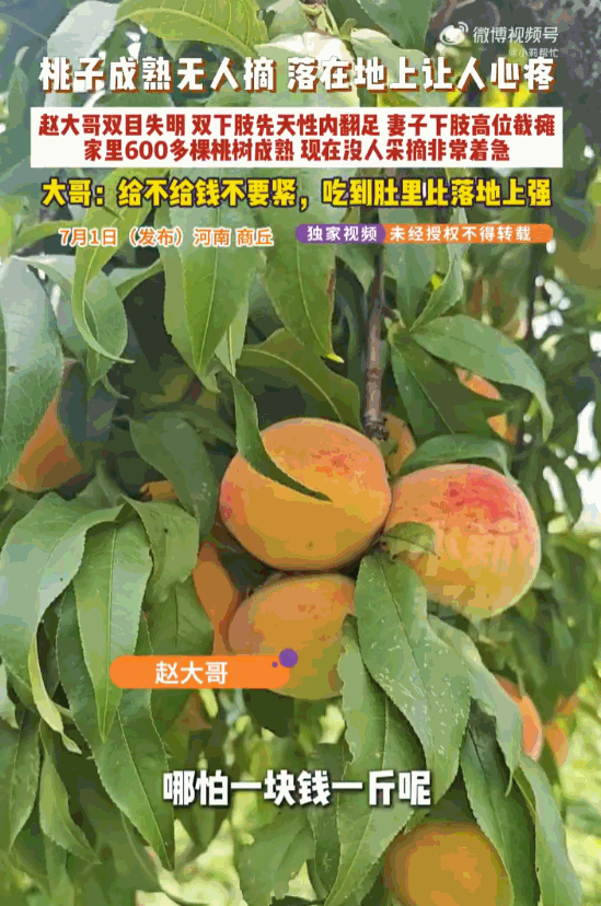 谁知盘中餐粒粒皆辛苦！河南商丘，56岁失明男子守着六百棵挂满鲜果的桃树急到崩溃，