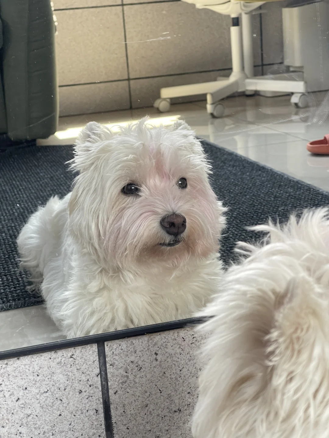 宝伤心了 火龙狗洗不掉 看起来醉醺醺的