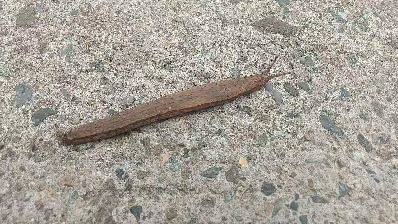 这虫约一两左右重，十多公分长，而且还很会伪装保护自己的，知道这个是什么虫吗！