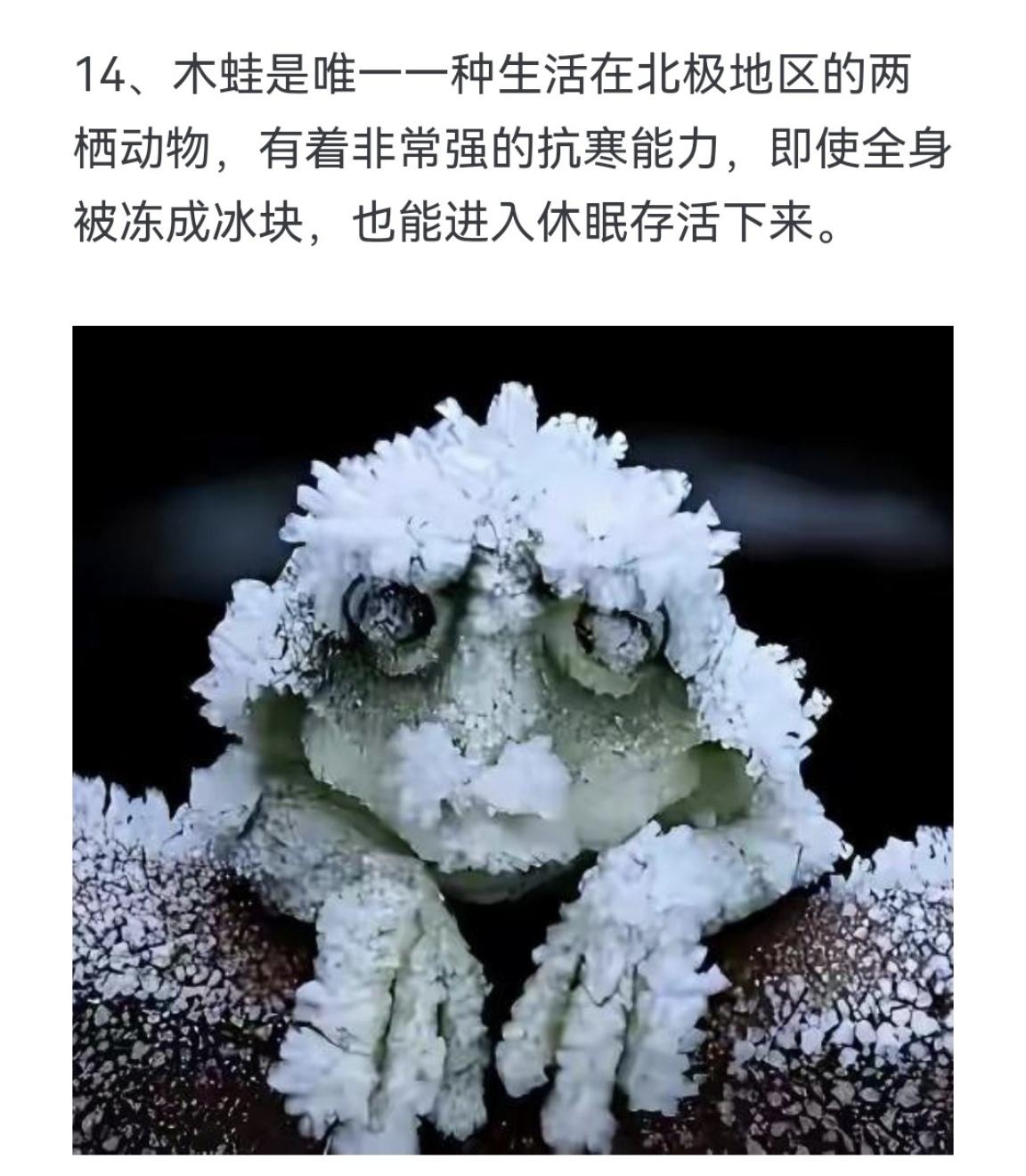 木蛙是唯一一种生活在北极地区的两栖动物