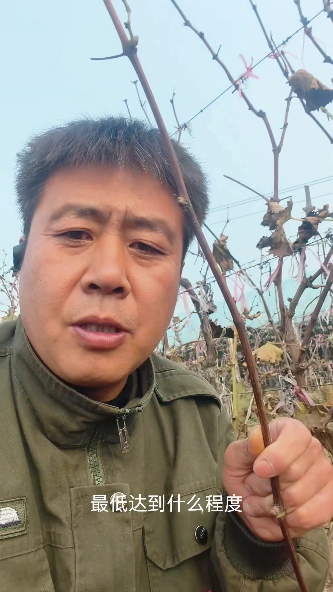 💡葡萄小苗瘦弱别焦虑，剪对枝明年就能挂果！
🍇今年新种的葡萄小苗，枝条一米五