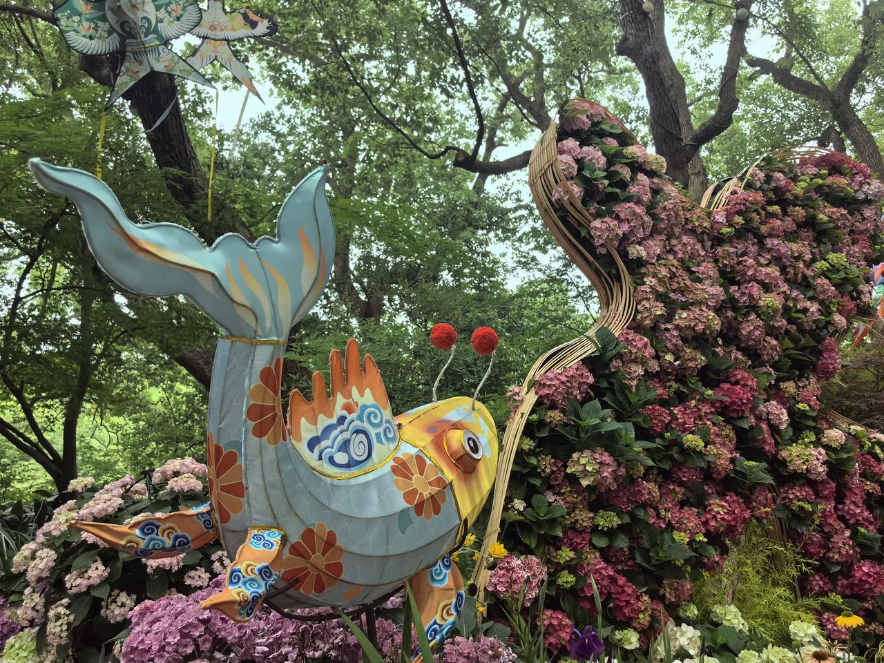 吴山八仙花展上的鱼灯
