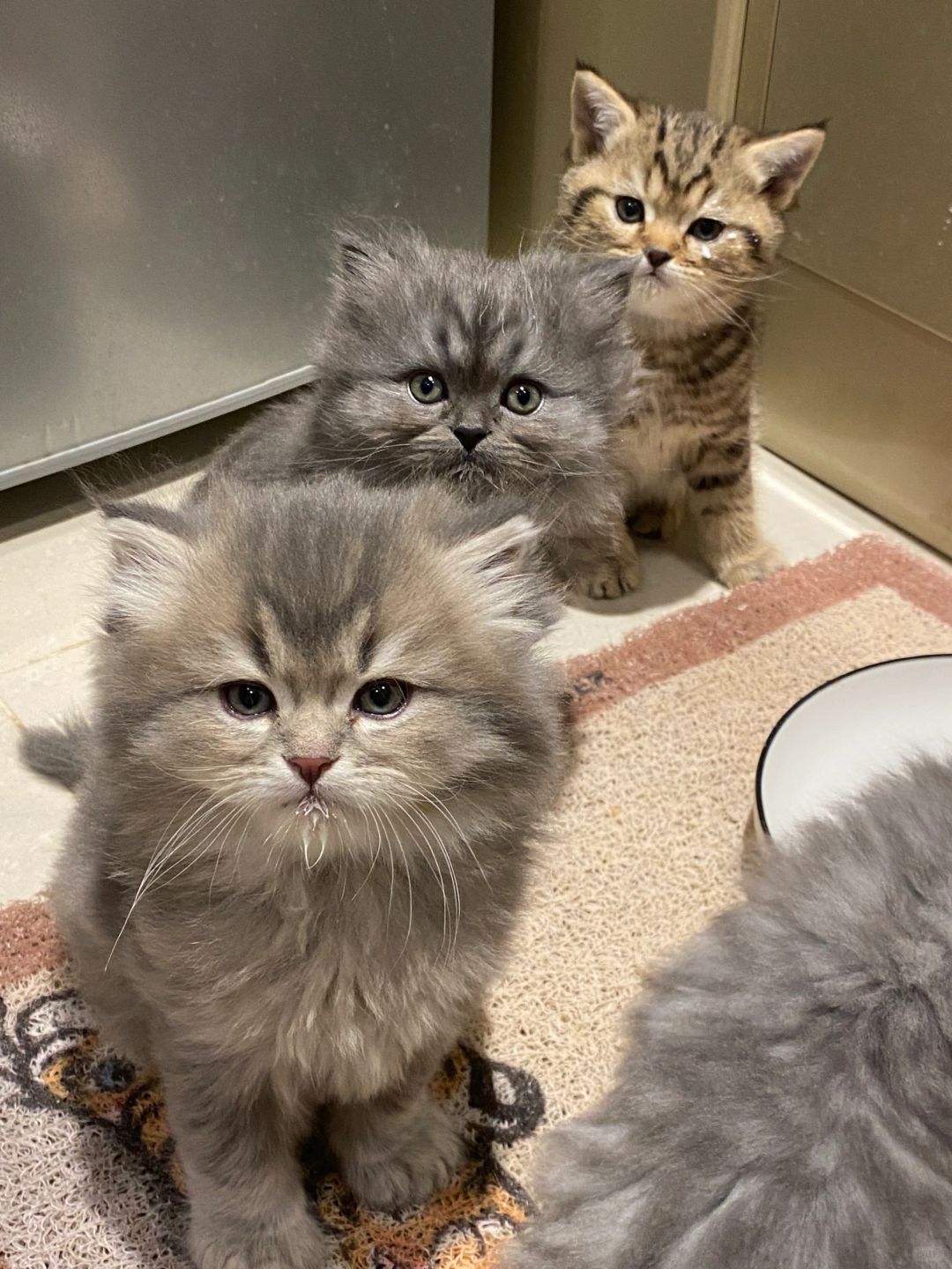 昆明猫咪找新家