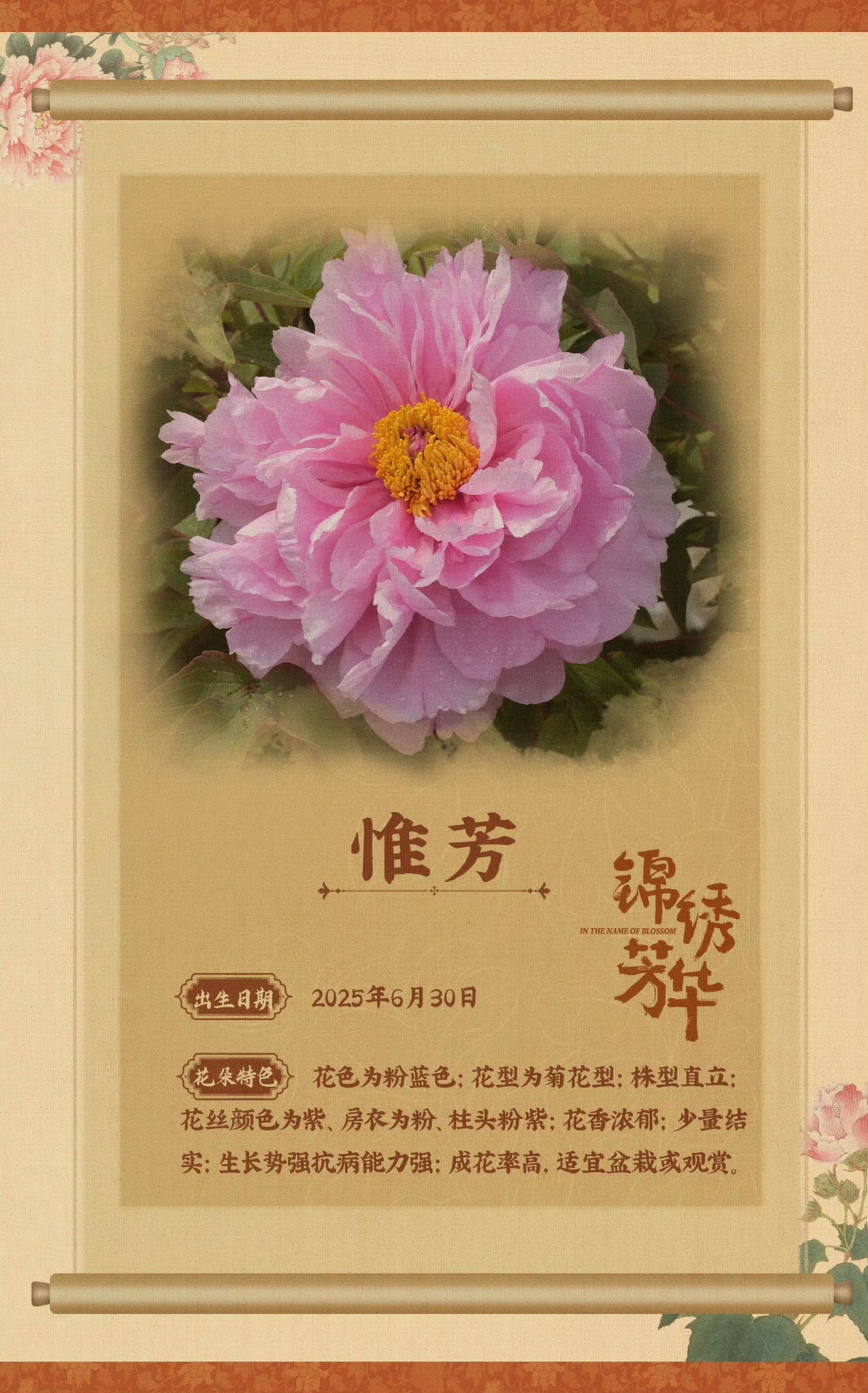 杨紫[超话]山东菏泽以惟芳命名牡丹新品种 《锦绣芳华》开播日公布了以何惟芳名字命