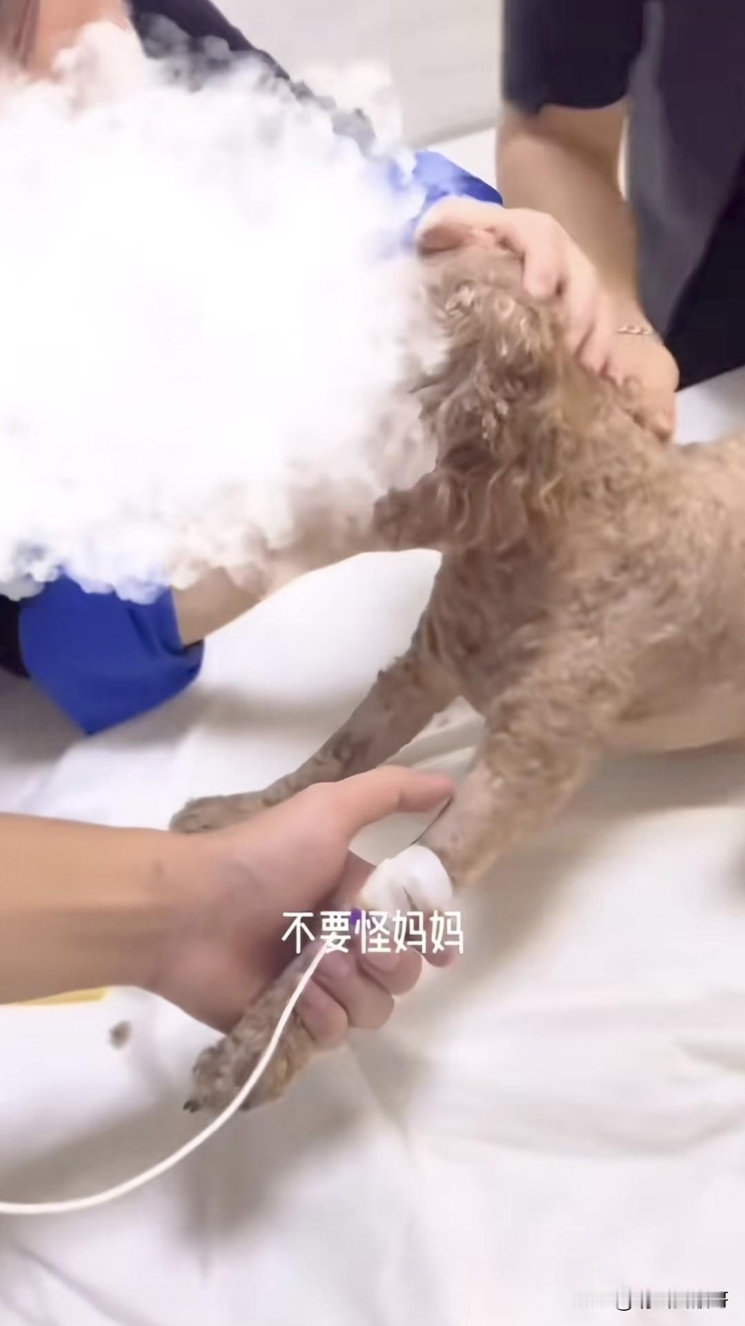 一女子的狗狗病重，在宠物医院接受安乐死，女子在旁边哭的撕心裂肺不说，一口一个“不