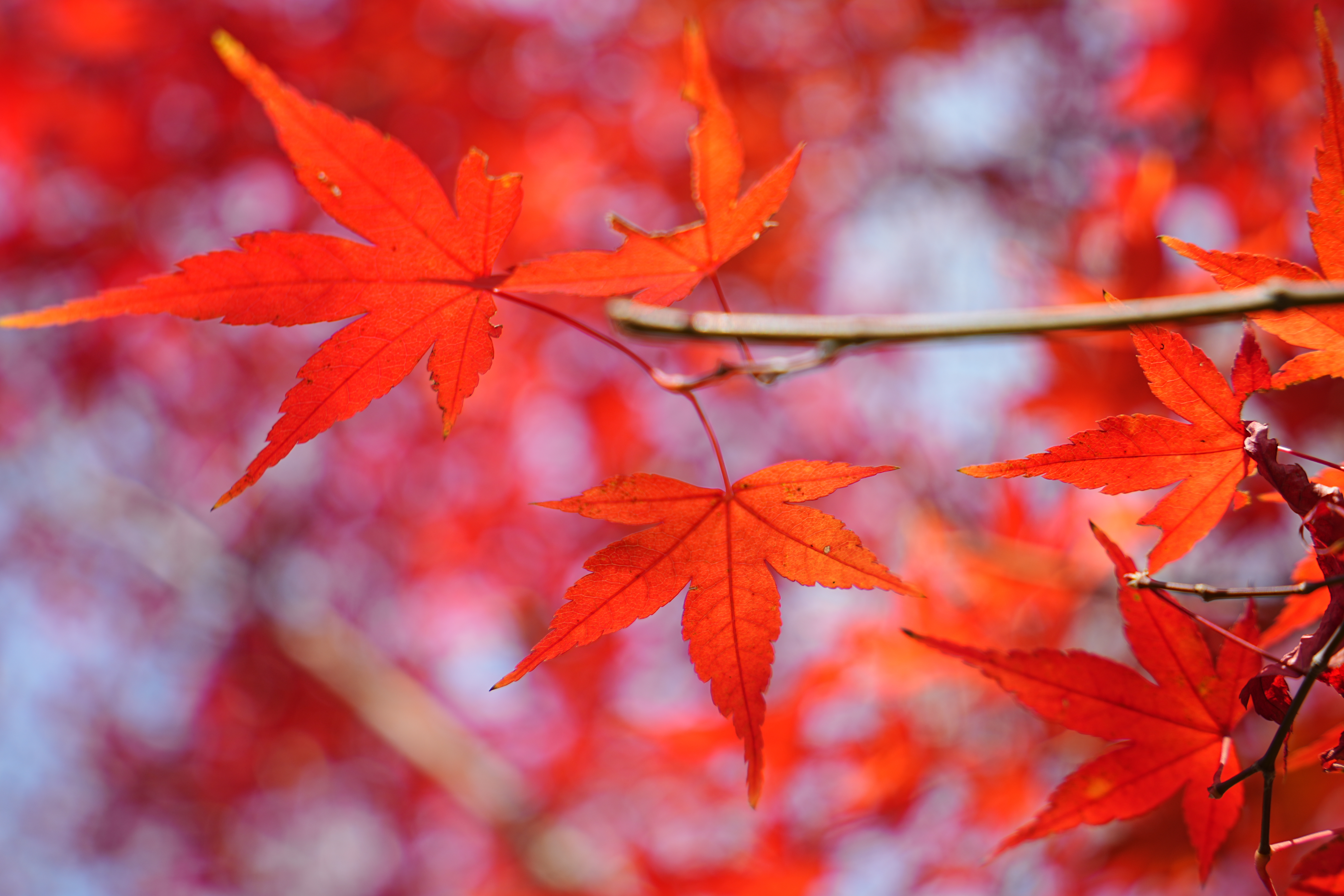 博通是明牌，想也不用想，必然是up