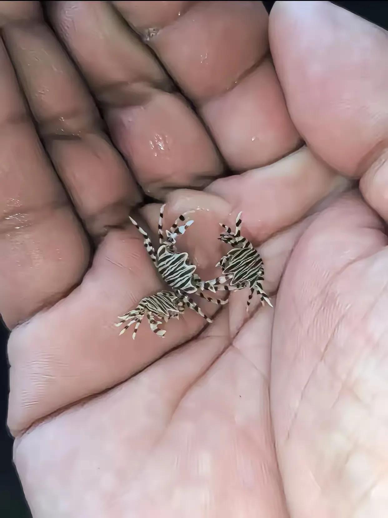 这是网友在海水里发现的，这是什么生物（动物）？有知道的吗？感觉是动画片里的情景。