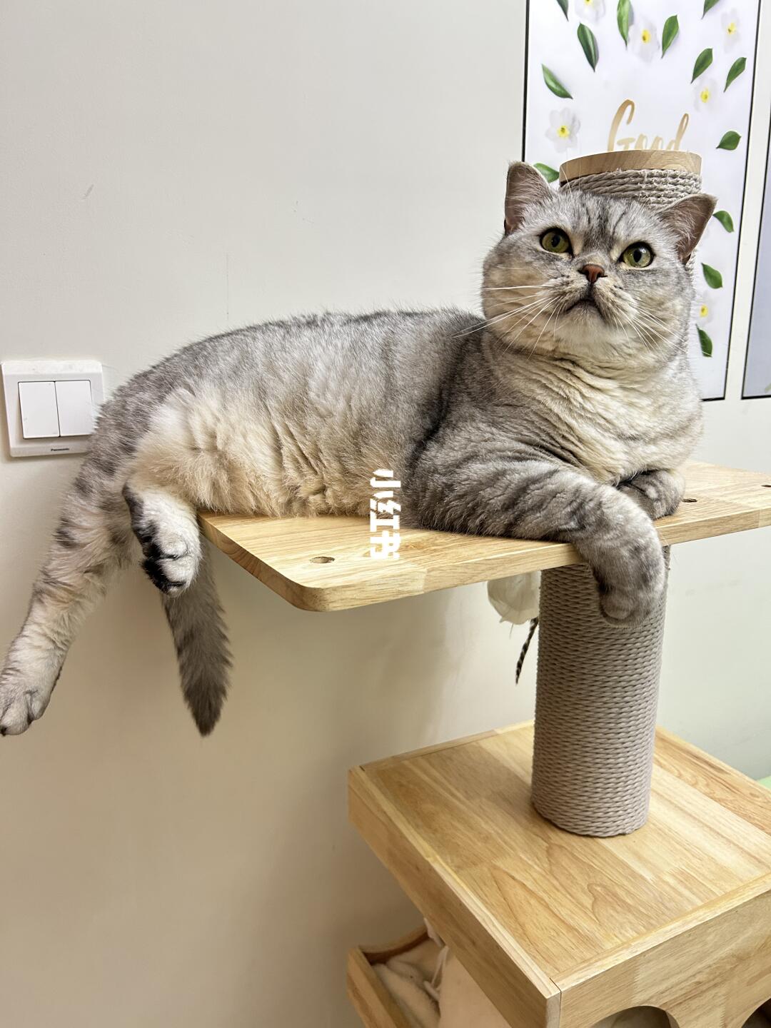 谁家小猫坐这么端正吖~