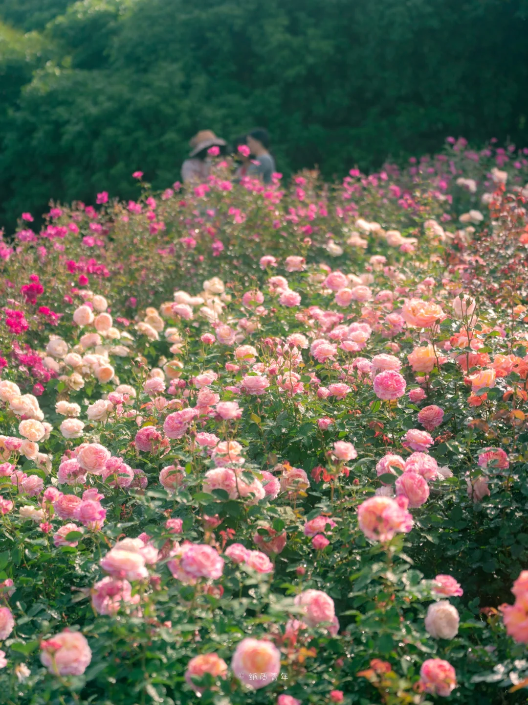 深圳拍照|一不小心误入莫奈花园‼️