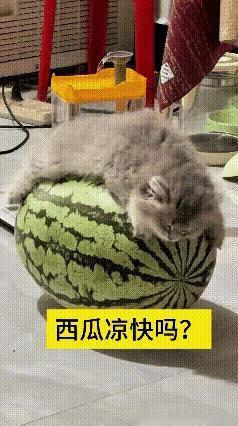 三伏天闷热难耐，出门走两步浑身冒汗，特意挑了一颗饱满大西瓜，本想着切两半大口吃瓜