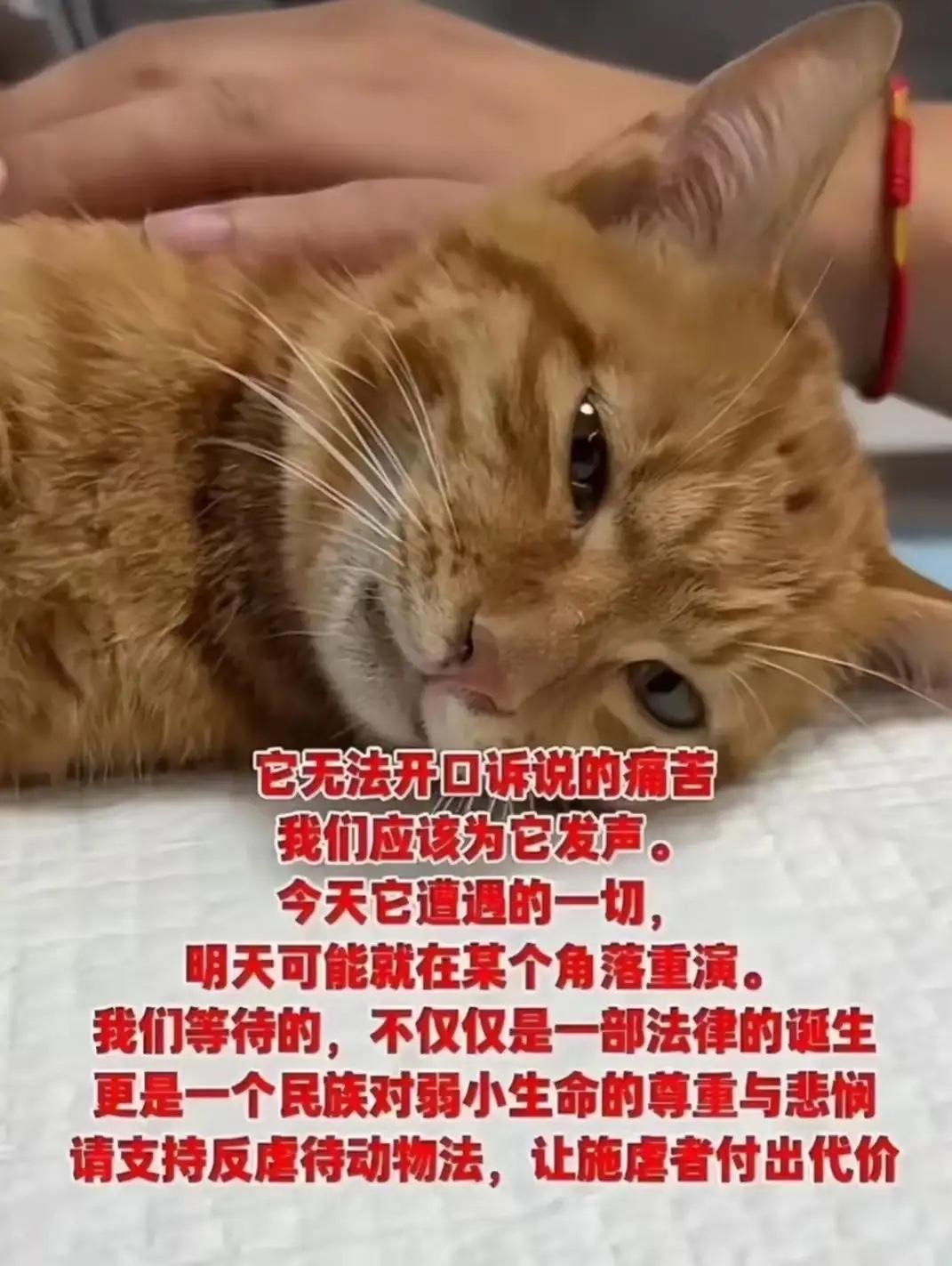 宁波这男的操作真的突破人性底线！

对一只毫无反抗力的橘猫下狠手，性侵还打断两条