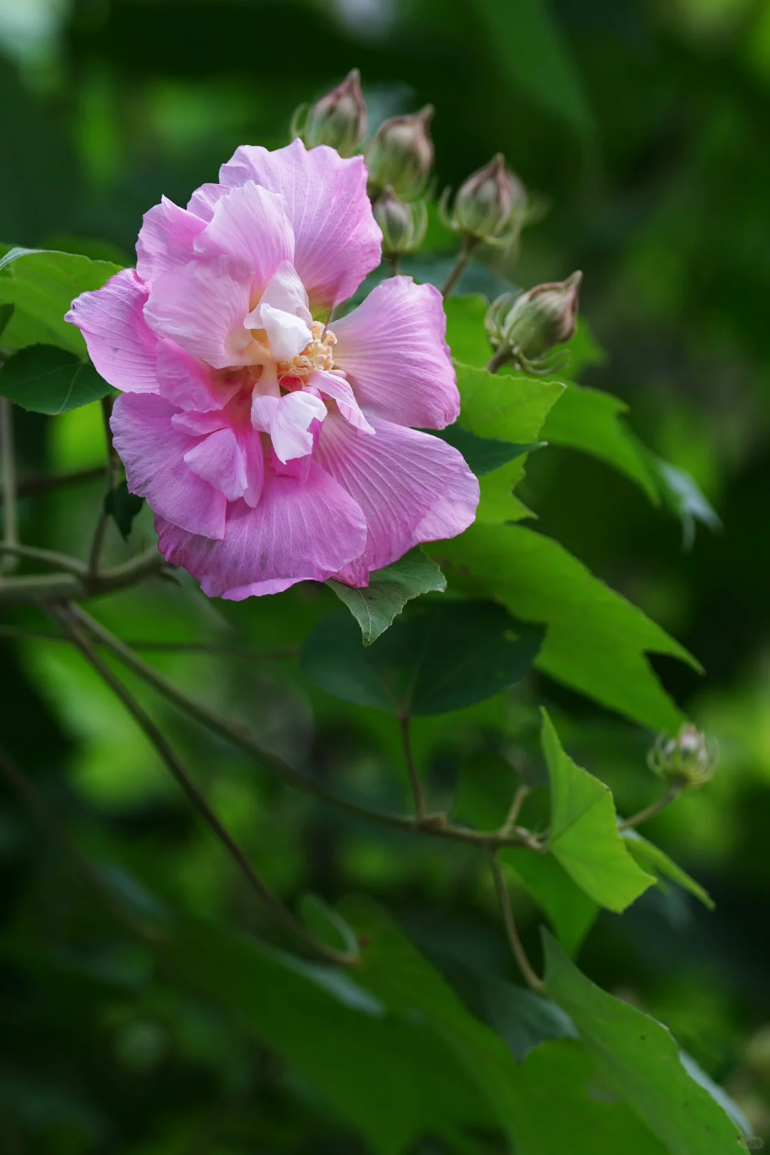 木芙蓉初绽（四）