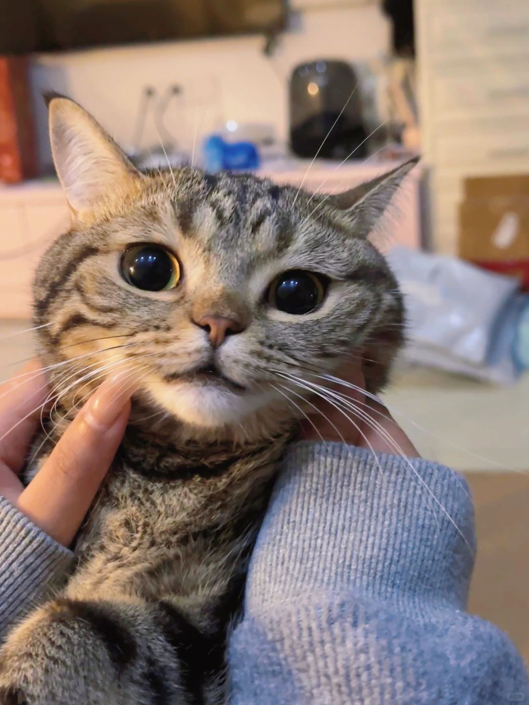 帮你们捏过了脸蛋子。很Q弹