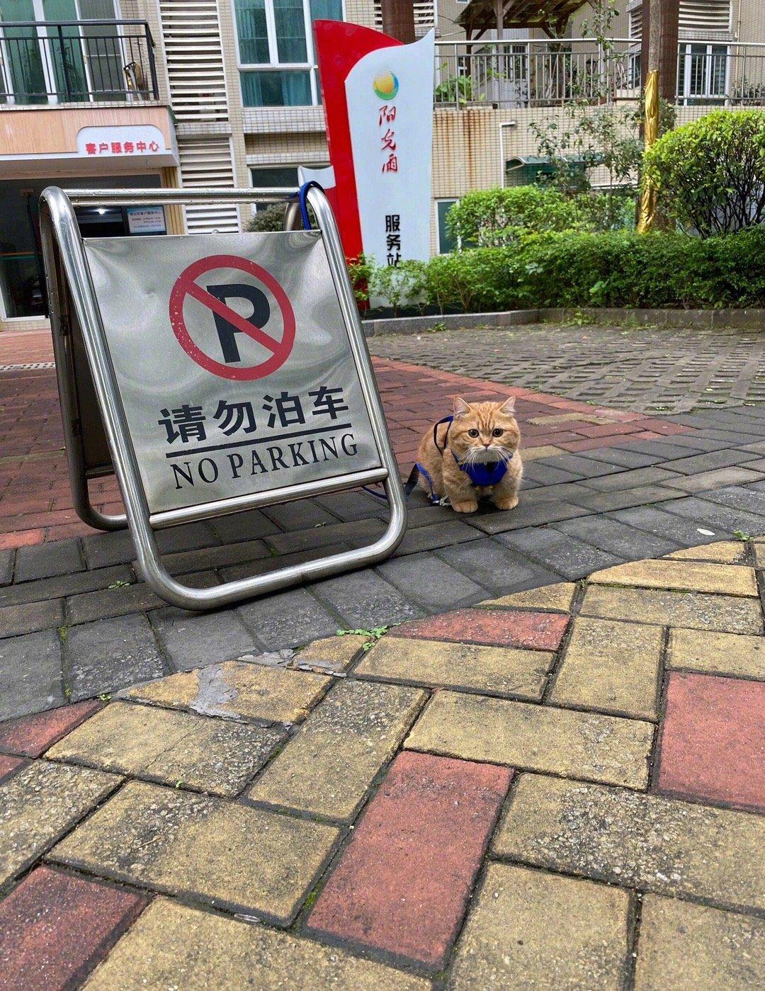让你别停别停 你非不听。猫猫保安第一天上班提醒您已进入监控范围。 ​ ​​​