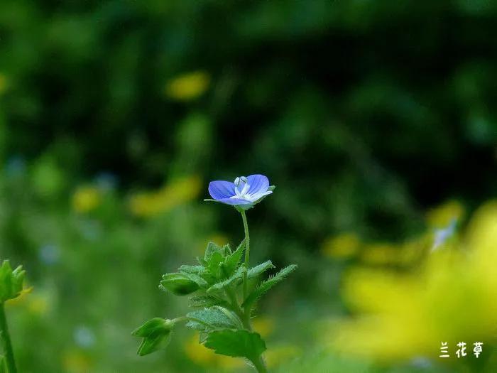 阿拉伯婆婆纳。
松下相机拍摄于野骑途中路边的油菜花丛中。
好似繁华都市中的城中村