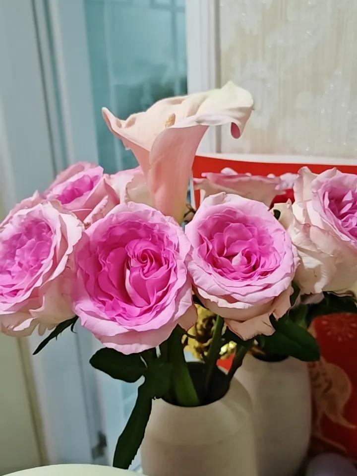 新年爱好打卡洛神玫瑰越开越艳，几乎有手掌那么大了。粉色马蹄莲颜色变浅了，还是很美