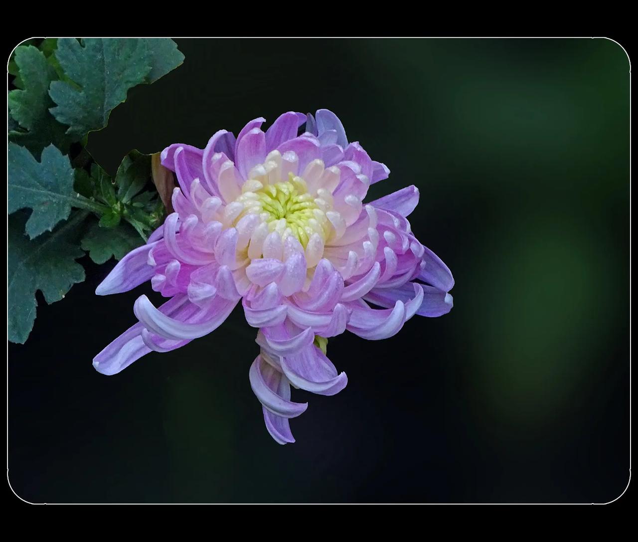 《初冬的秋菊》
秋菊很坚强，耐寒抗霜，却还是抵挡不住冬天的严寒。成都人民公园的菊