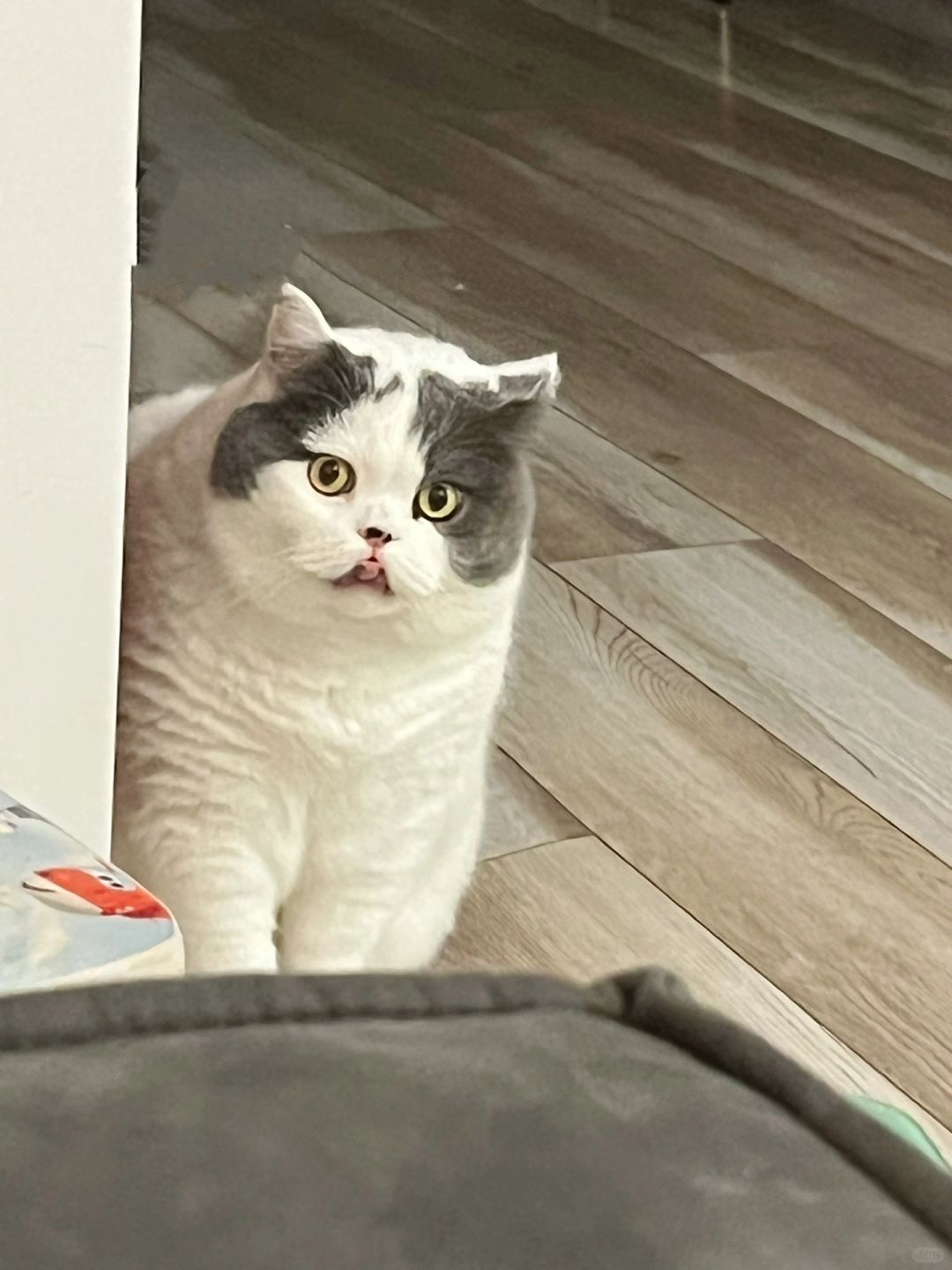 没想到吧，我小猫咪也会弹舌