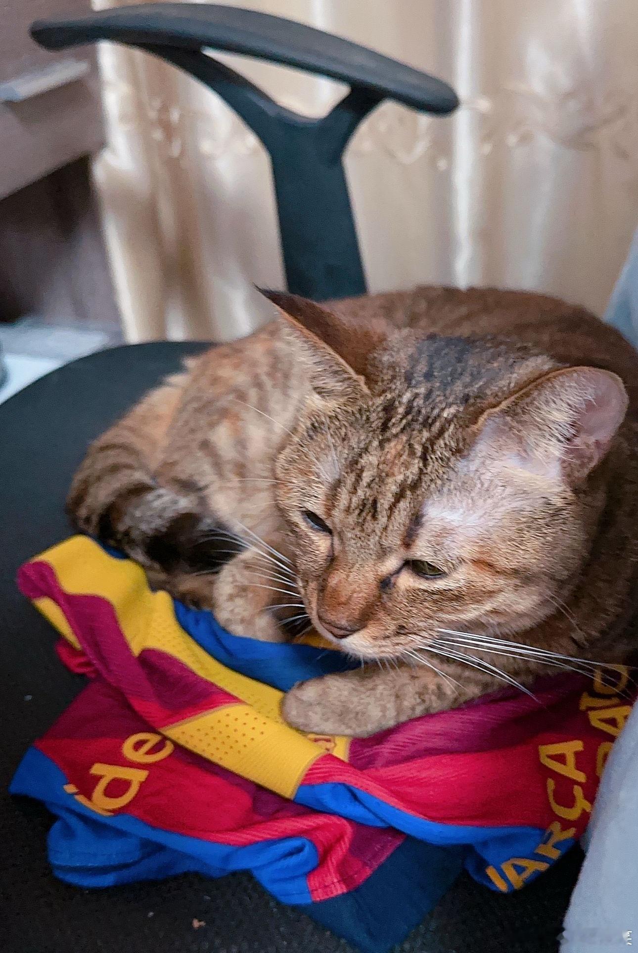 半夜起来上厕所发现这猫拿拉明球衣当垫子睡（但是小猫肠胃炎又犯了身体不舒服所以原谅