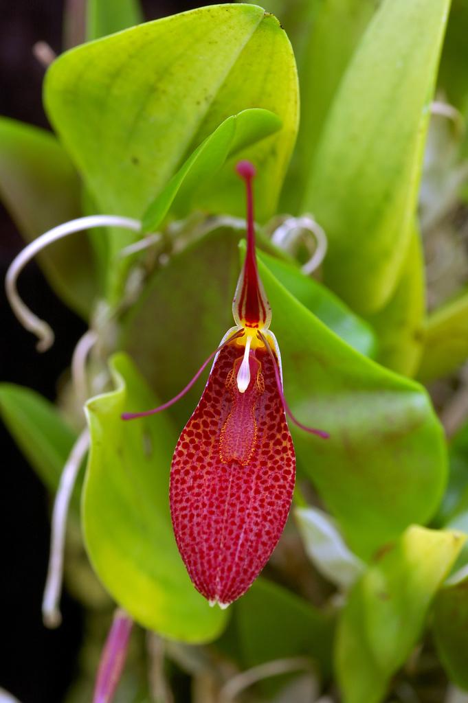 Restrepia contorta 斑萼蜚蠊兰（扭柄蕾丽兰）基础信息正式中文名
