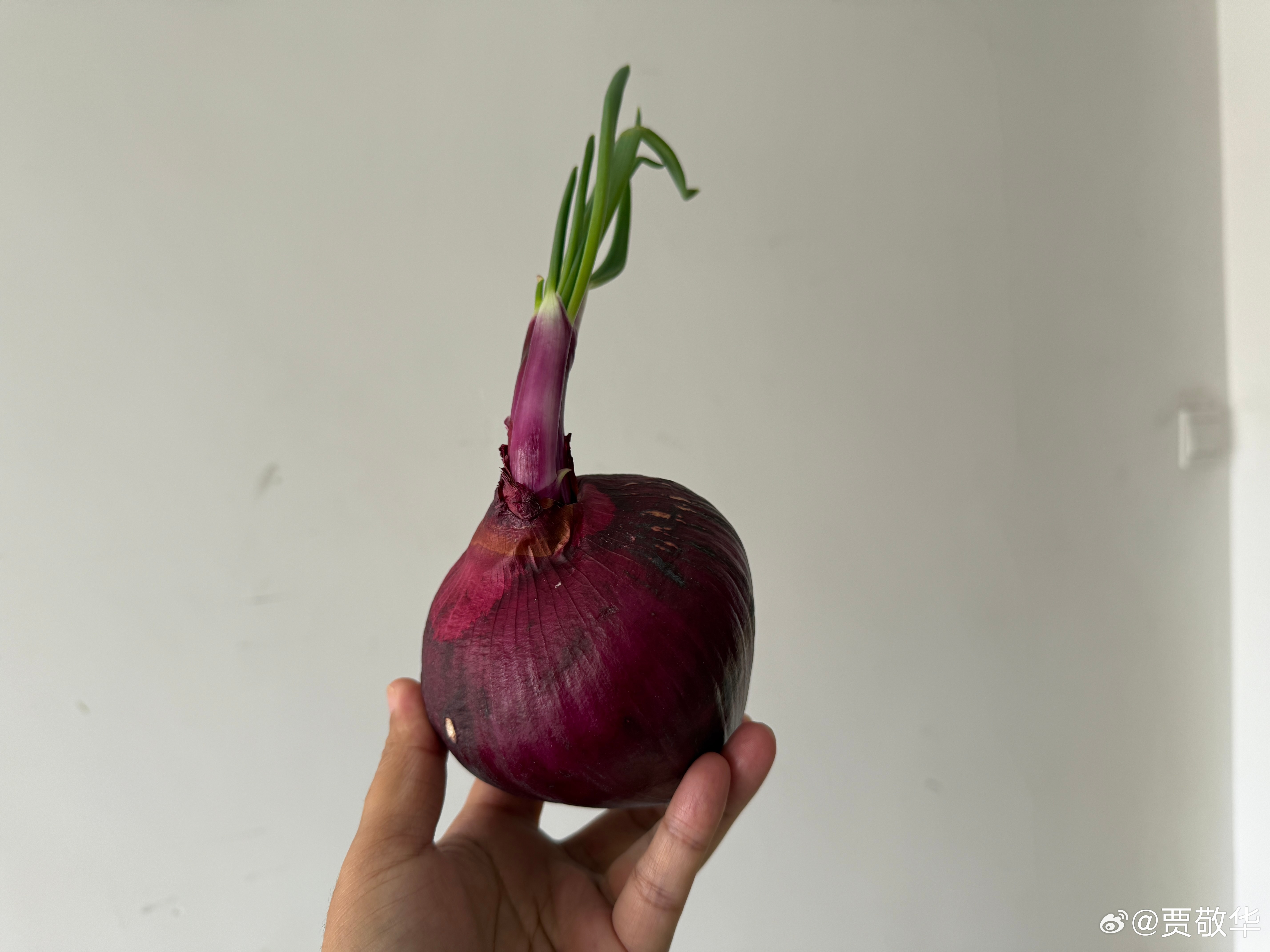 没想到洋葱居然发芽了，种道地里会收多少颗洋葱啊？ 