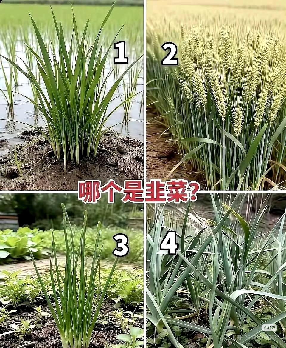 猜一猜！
朋友们：
请大家都来说说吧！

哪个是韭菜？