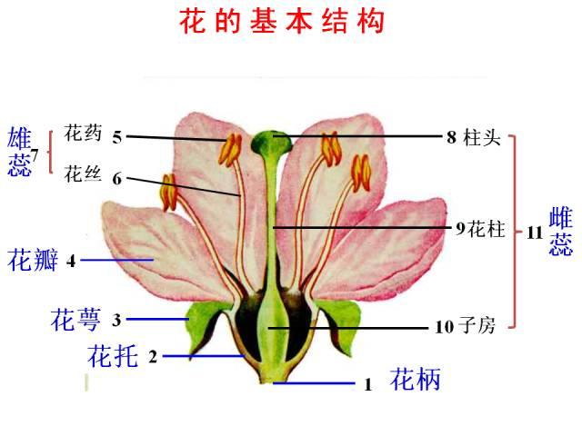 智慧人生积累知识
一、花的结构包括：花柄；花托；花萼；花瓣；（雌蕊中包含：子房；