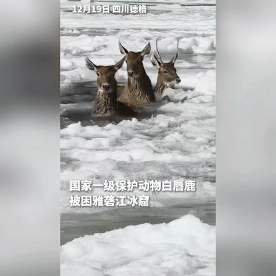 四川德格的雅砻江冰面上，这场生命接力看得人眼眶发热！
 
几头白唇鹿不知怎地踩碎