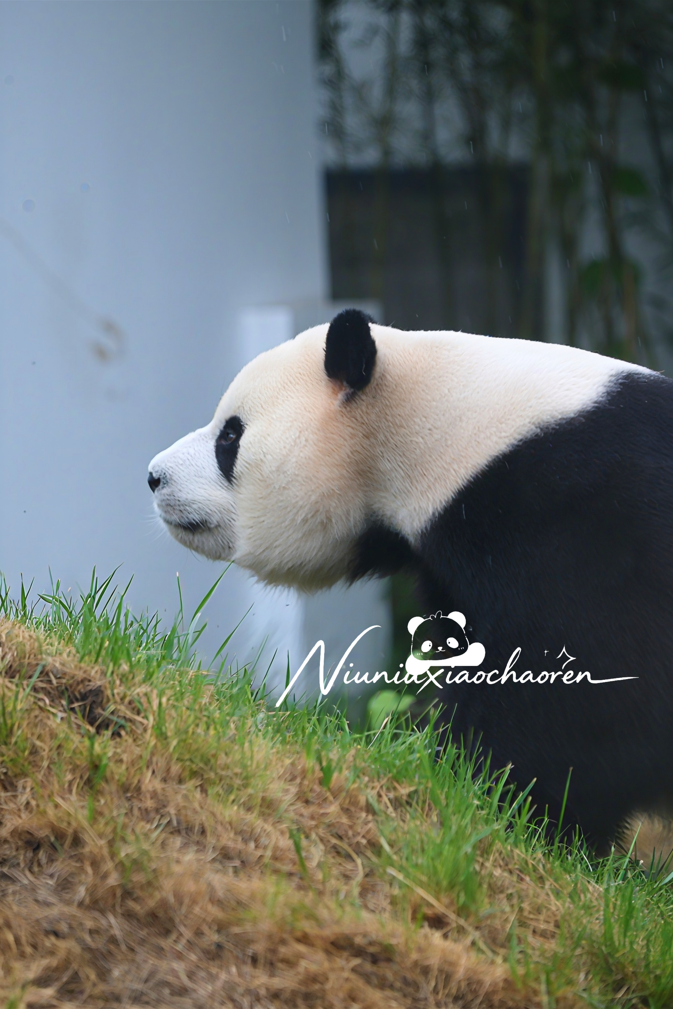 大熊猫胖大海[超话] 超可爱的胖大狗，快点儿好起来啊！[爱你][爱你][爱你]2