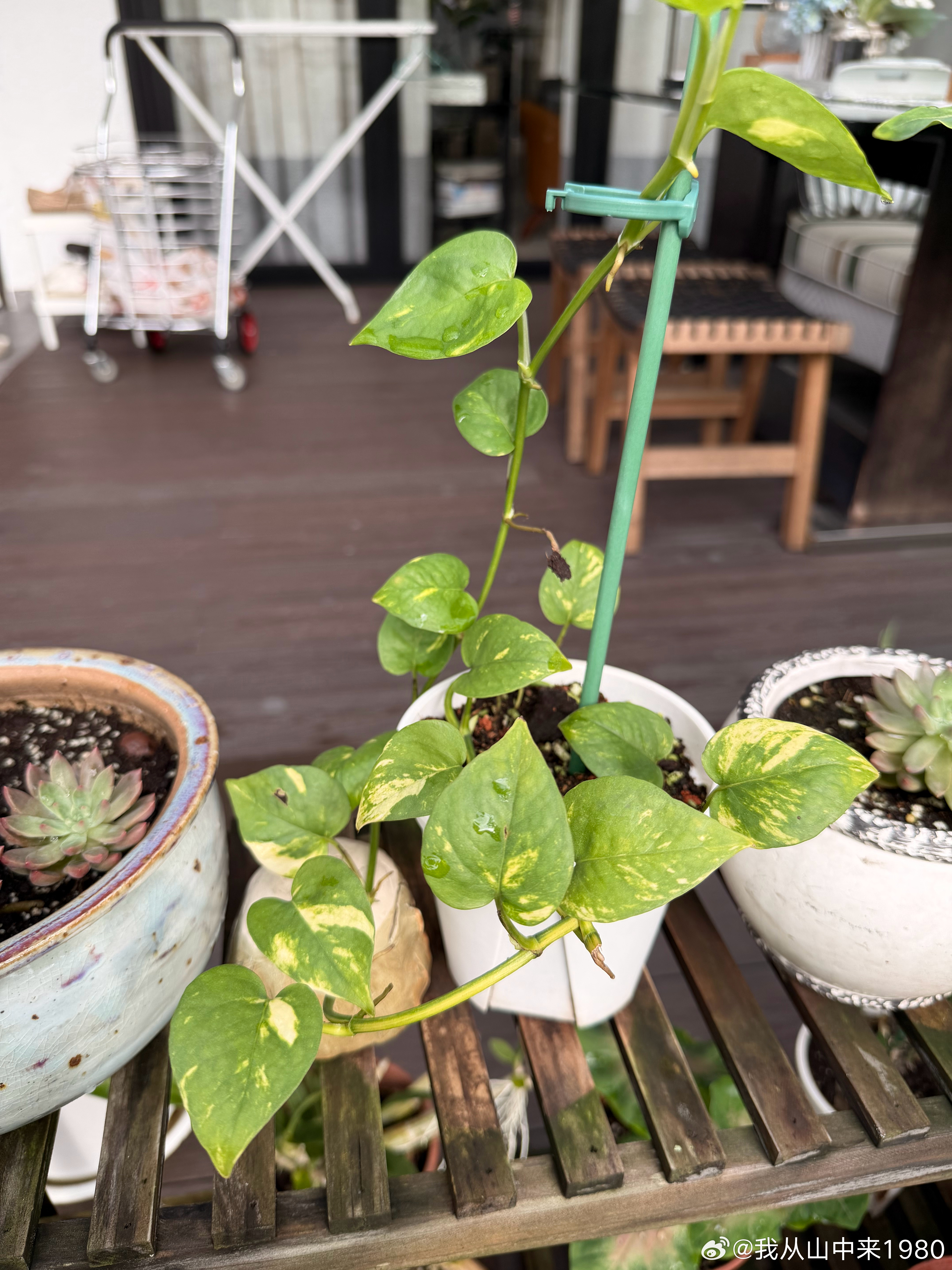 我们不在坡的这段时间，家里阿姨把花园稍微整理了一下， 移栽了几盆植物。 