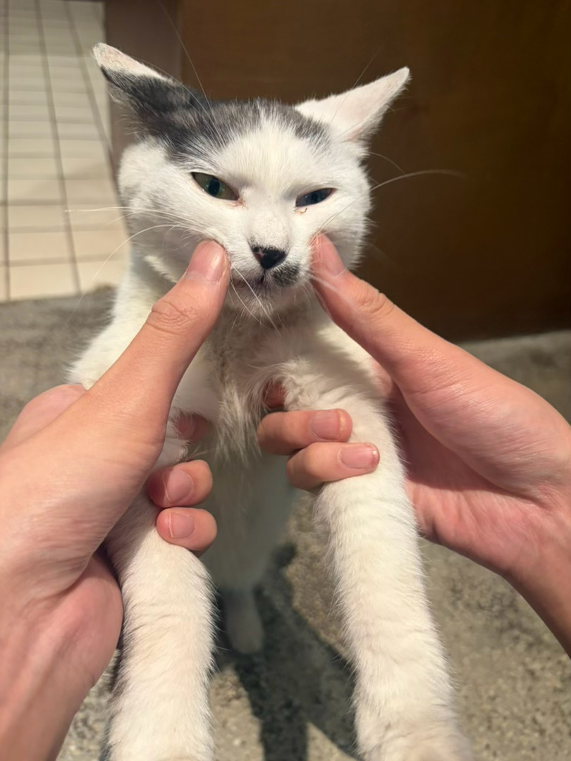 分享一只异瞳小猫，晚安 