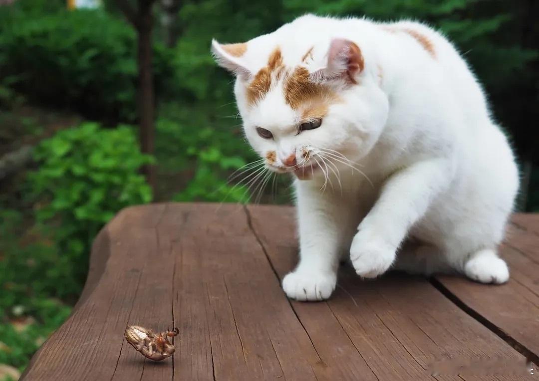 恶霸橘猫的夏日野味 知了猴cr：marco77774 ​​​