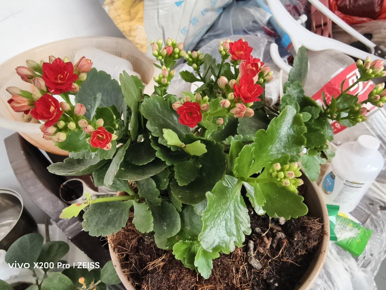 我家春节前买的长寿花，红掌，小盼菩提，都又长出了第二茬的花。尤其是小盘菩提买来的