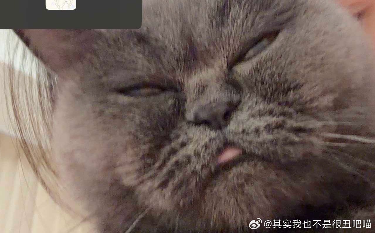 49919【丑猫】 