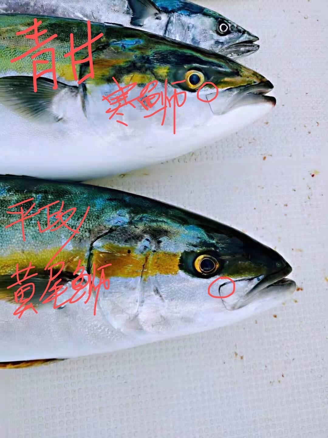 和群友讨论后的正解#钓鱼# #路亚# #海钓#