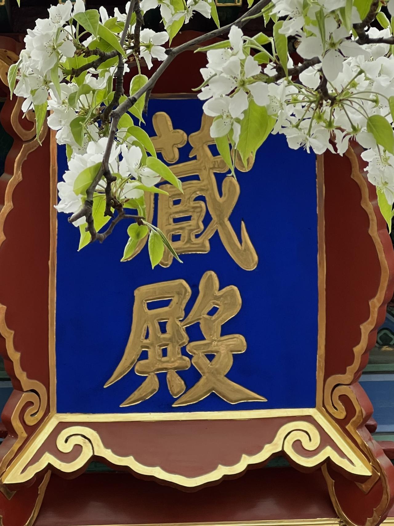 京城智化寺两株五百年梨树暮春盛开。梨花依旧开如雪，不见当年赏花人。