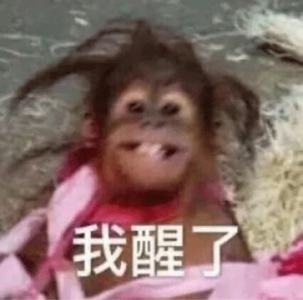 【为啥我睡出来的卷发没烫的持久？】经常烫头的朋友都知道，烫过的头发几个月甚至一年