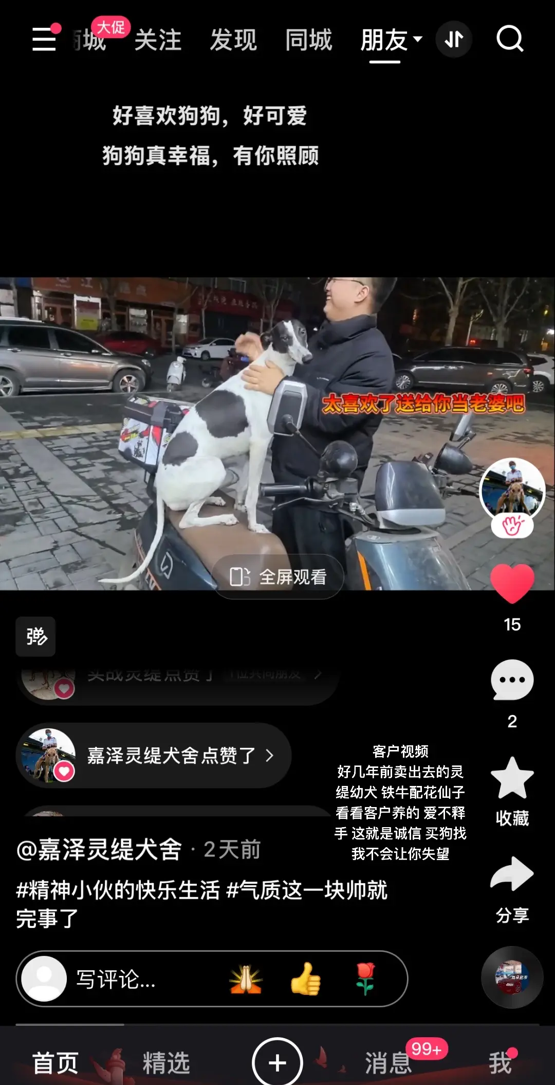 客户视频 好几年前卖出去的灵缇幼犬 铁牛配花仙子 看看客户养的 爱不释...