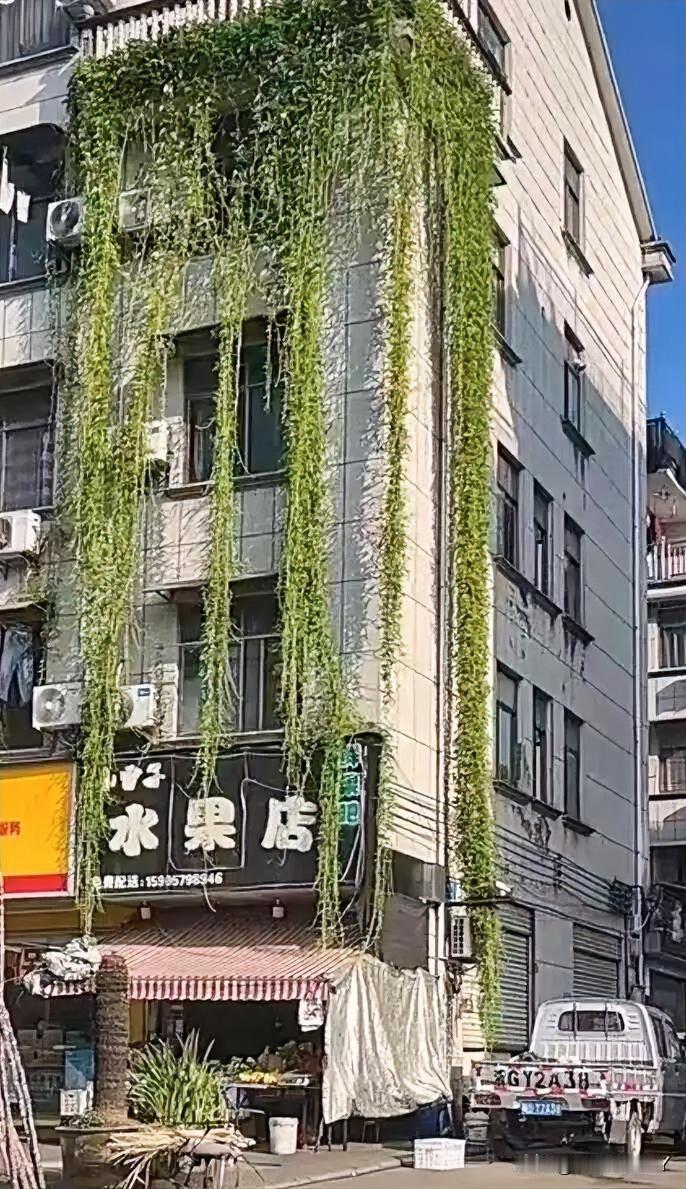 近日，浙江金华一栋居民楼外，王女士在10月4日偶然路过时，看到绿色藤蔓从5楼阳台