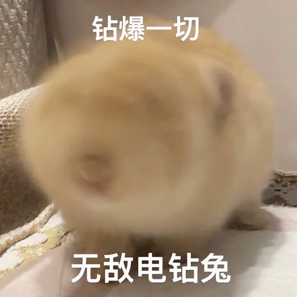 toto最近在喝成年奶粉。 