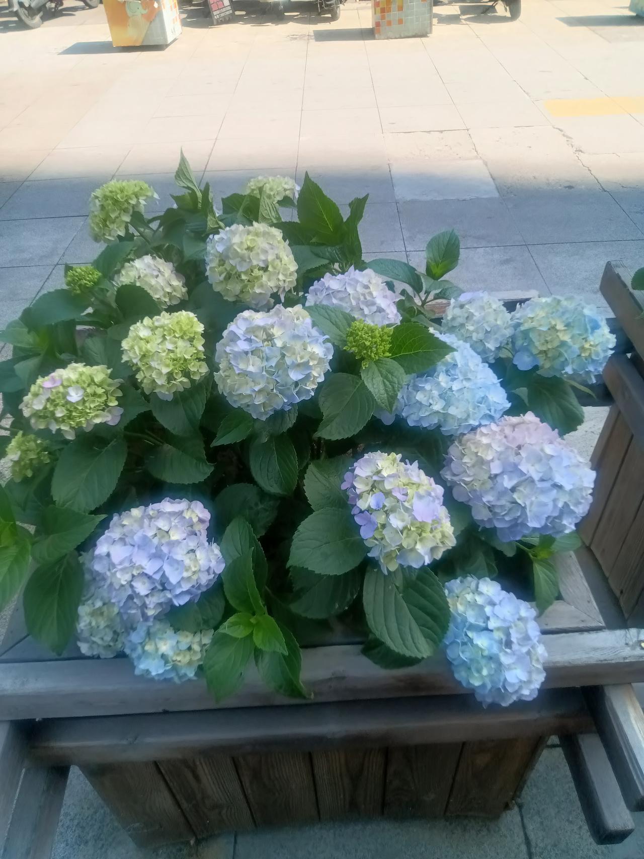 绣球花
文/李兴伟
绣球植株簇拥生，
叶片小而似梧桐。
叶面绿白毛毛绒，
花片聚