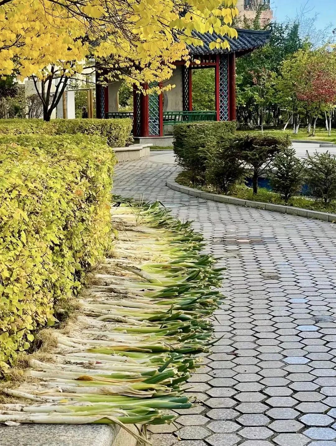 
哈尔滨卡片之729（原创）

过了十一，秋菜上市了，与往年一样，在小区里，到